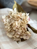 The blush dusted hydrangea