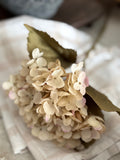 The blush dusted hydrangea