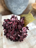 Dark plum hydrangea