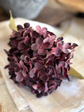 Dark plum hydrangea