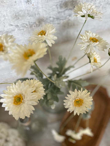 The white gerbera daisy