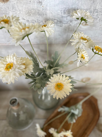 The white gerbera daisy