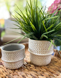 The dotted planter